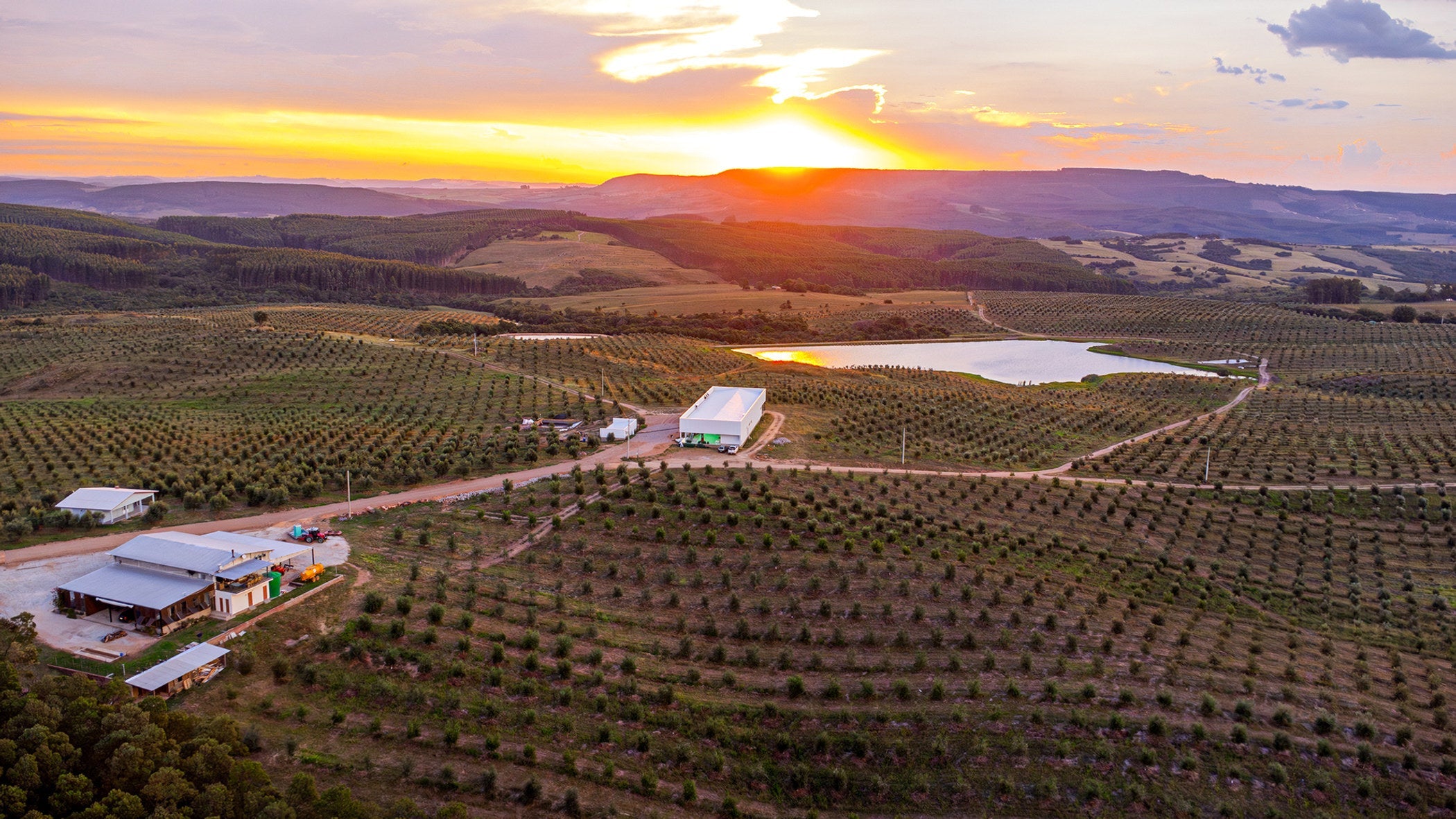 Vista aérea dos olivais próprios em Encruzilhada do Sul/RS
