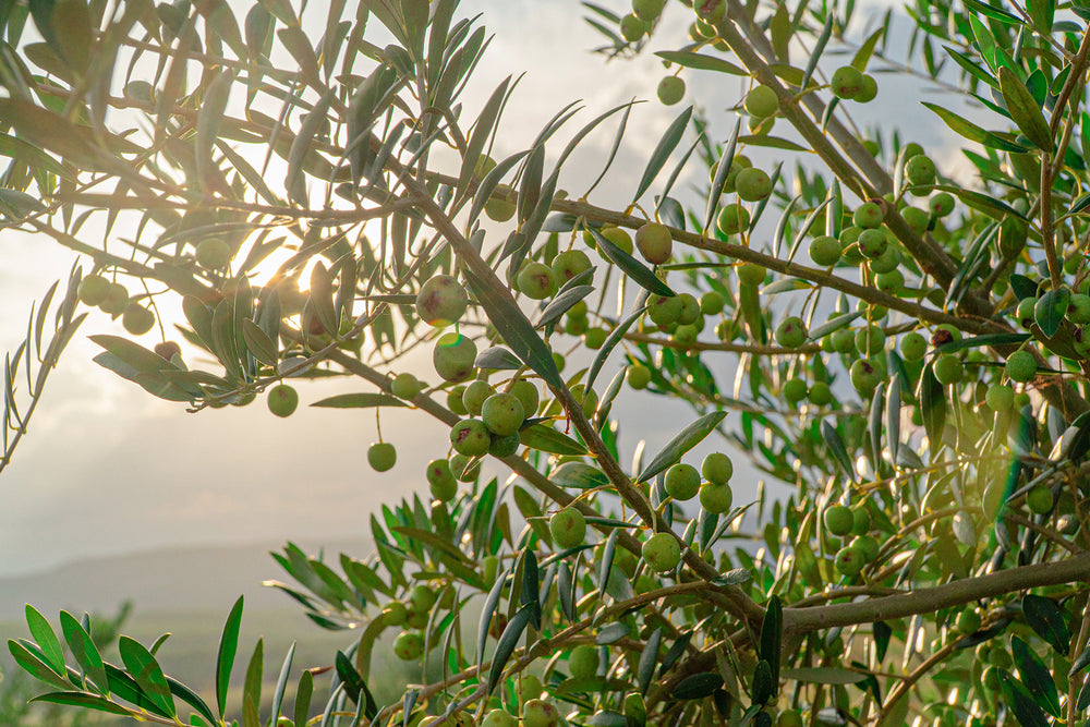 21.000 oliveiras de 4 cultivares